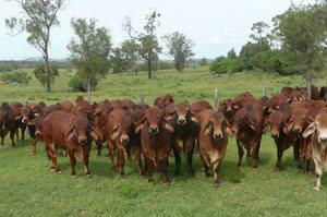 Livestock & Poultry Toowoomba
