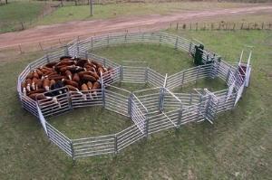 Cattle Handling Toowoomba